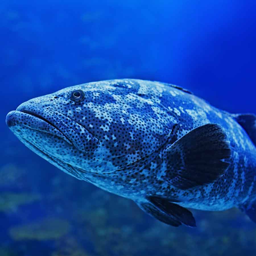 Target Fish Archives Gulf Stream Distribution